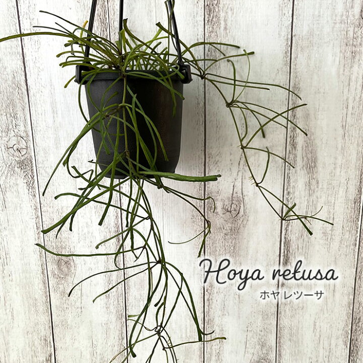 楽天市場 多肉植物 ホヤ レツーサ 3号鉢 吊り鉢 観葉植物 多肉植物 インテリア レイテストプランツ 楽天市場 多肉植物 ホヤ レツーサ 3号鉢 吊り鉢 観葉植物 多肉植物 インテリア レイテストプランツ