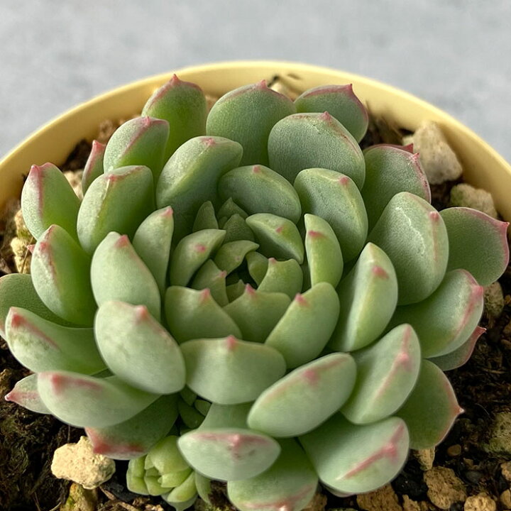 楽天市場 多肉植物 エケベリア ピンクローサ 6cmポット 観葉植物 インテリア Ejr レイテストプランツ