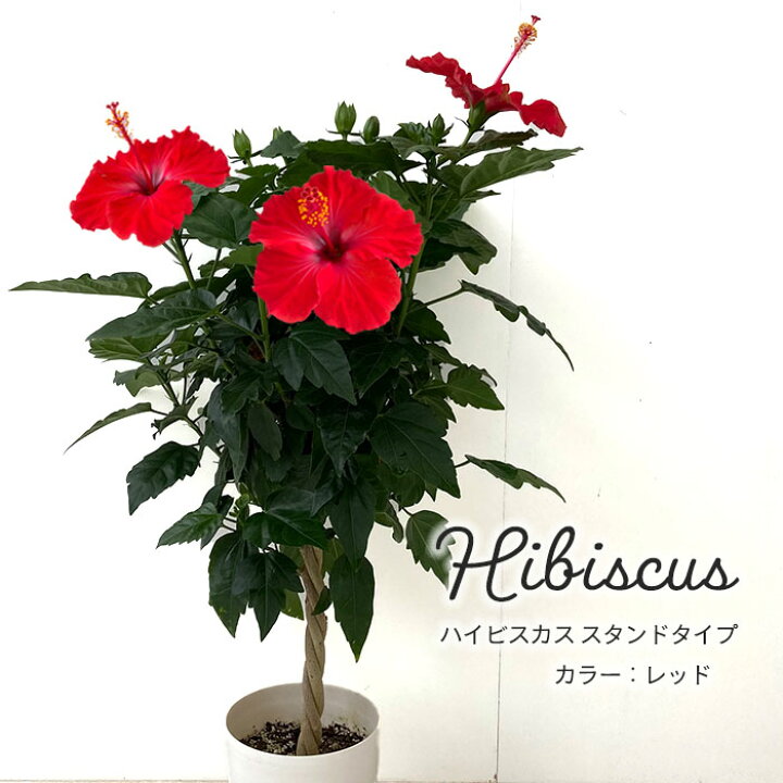 楽天市場 予約販売 送料無料 ハイビスカス レッド スタンドタイプ 6号 鉢植え インテリア 6月中旬以降発送 レイテストプランツ 楽天市場 予約販売 送料無料 ハイビスカス レッド スタンドタイプ 6号 鉢植え インテリア 6月中旬以降発送 レイテストプランツ