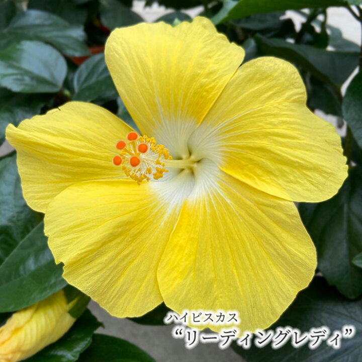 ハイビスカス ピンクレディー5号鉢植え 高価値