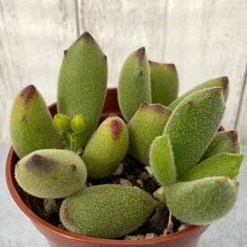 楽天市場 猫の爪 多肉の通販