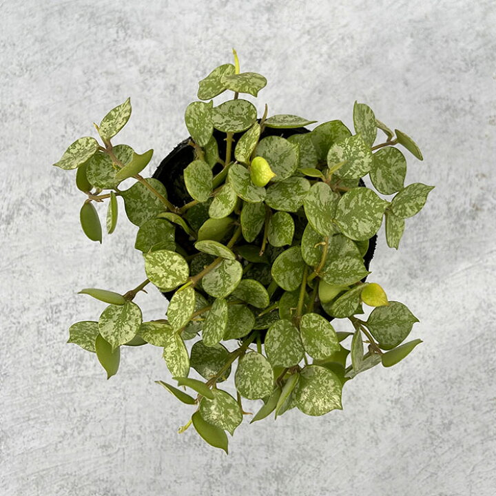 楽天市場】多肉植物 ホヤ カーティシー 7.5cmポット 観葉植物 多肉植物観葉植物⭐️お試し価格ホヤカーテンシー抜き苗