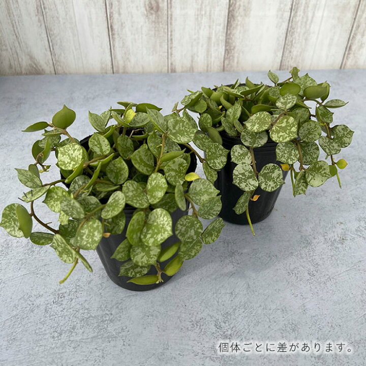 楽天市場】多肉植物 ホヤ カーティシー 7.5cmポット 観葉植物 