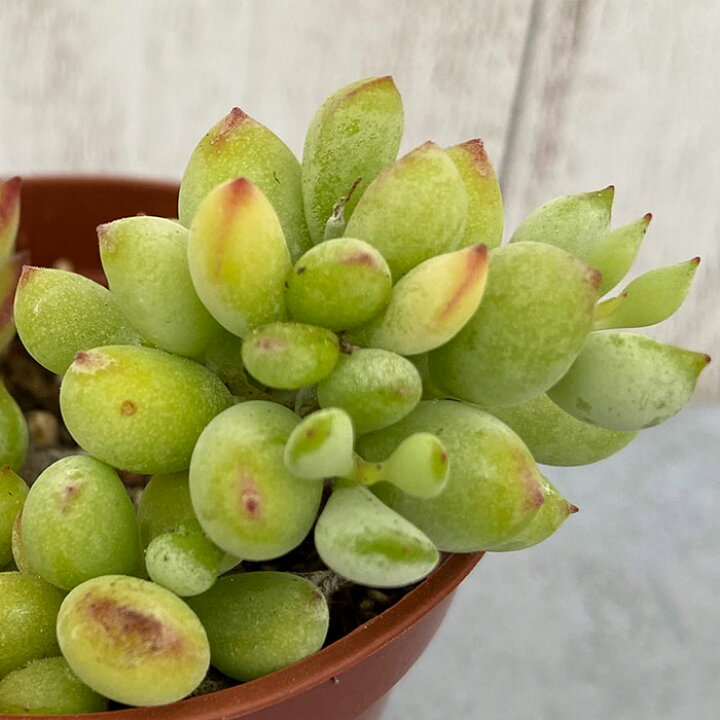 楽天市場】多肉植物 コチレドン ペンデンス 6.5cmポット 観葉植物 