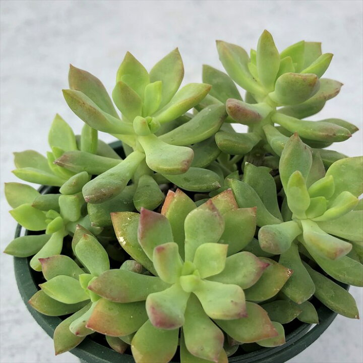 楽天市場 多肉植物 セダム リトルビューティー 8cmポット 観葉植物 インテリア Ssf レイテストプランツ