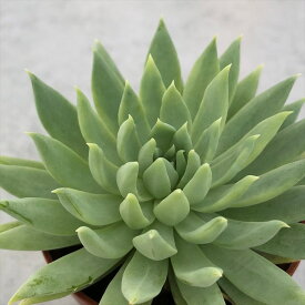 楽天市場 多肉 ファンファーレの通販