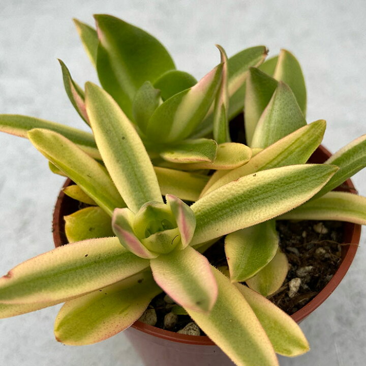 楽天市場 多肉植物 クラッスラ 火祭りの光 6 5cmポット 観葉植物 インテリア Grf レイテストプランツ