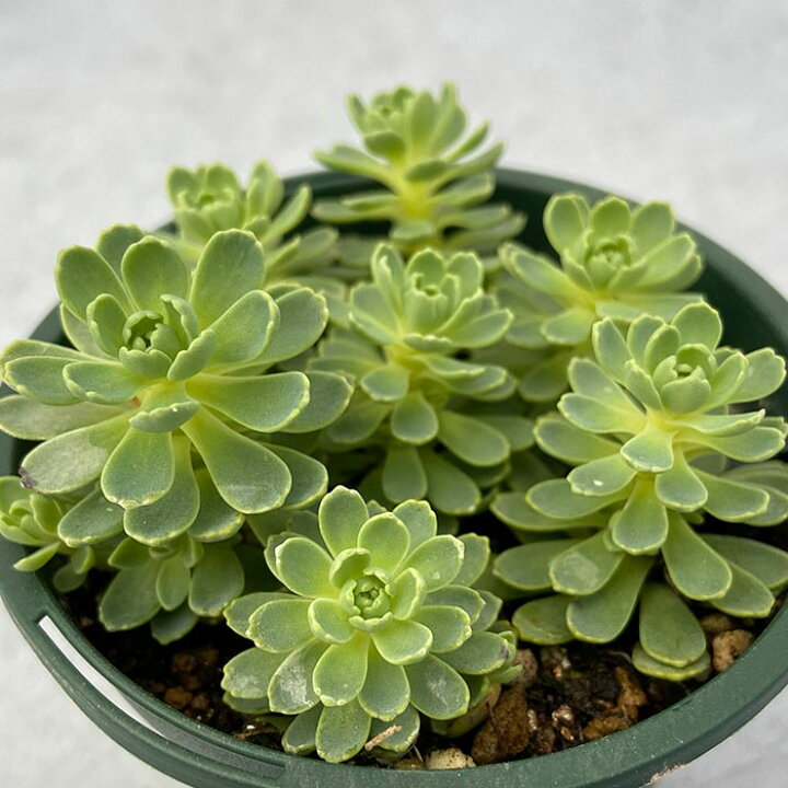 楽天市場 多肉植物 セダム ローズセダム 8cmポット 観葉植物 インテリア Ssf レイテストプランツ