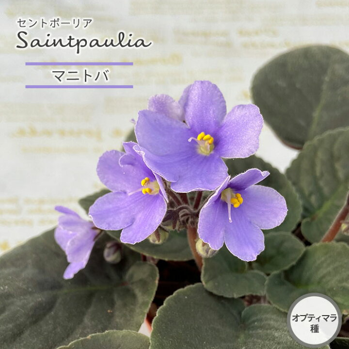 楽天市場 予約販売 セントポーリア マニトバ 9cmポット オプティマラ種 鉢花 インテリアグリーン Skf 3月下旬以降発送 レイテストプランツ
