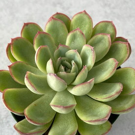 楽天市場 多肉植物 花月夜の通販