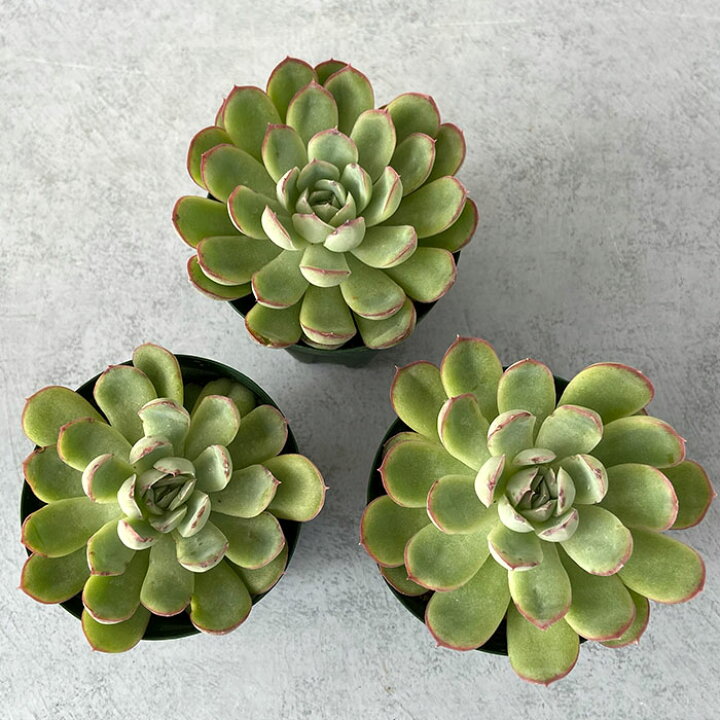楽天市場 多肉植物 エケベリア 花月夜 7 5cmポット 観葉植物 インテリア Kas レイテストプランツ
