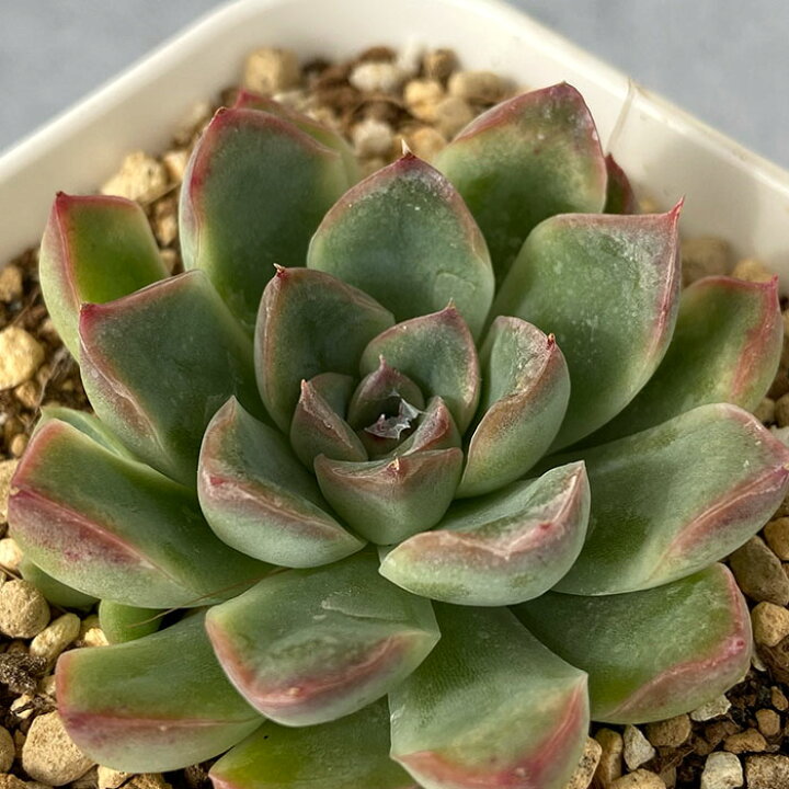 楽天市場 多肉植物 エケベリア 花うらら エレガンス 9cmポット 観葉植物 インテリア Yos レイテストプランツ