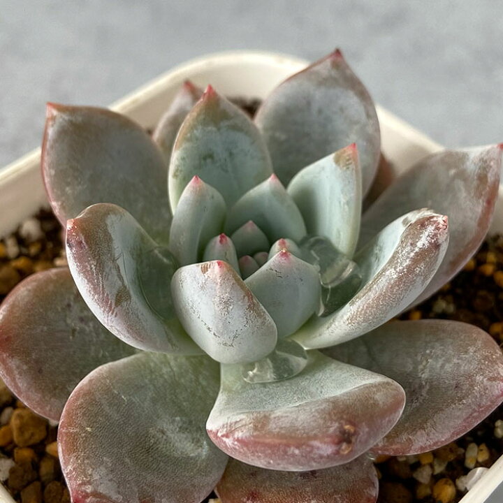 楽天市場 多肉植物 エケベリア モンロー ラウイ 9cmポット 観葉植物 インテリア Yos レイテストプランツ