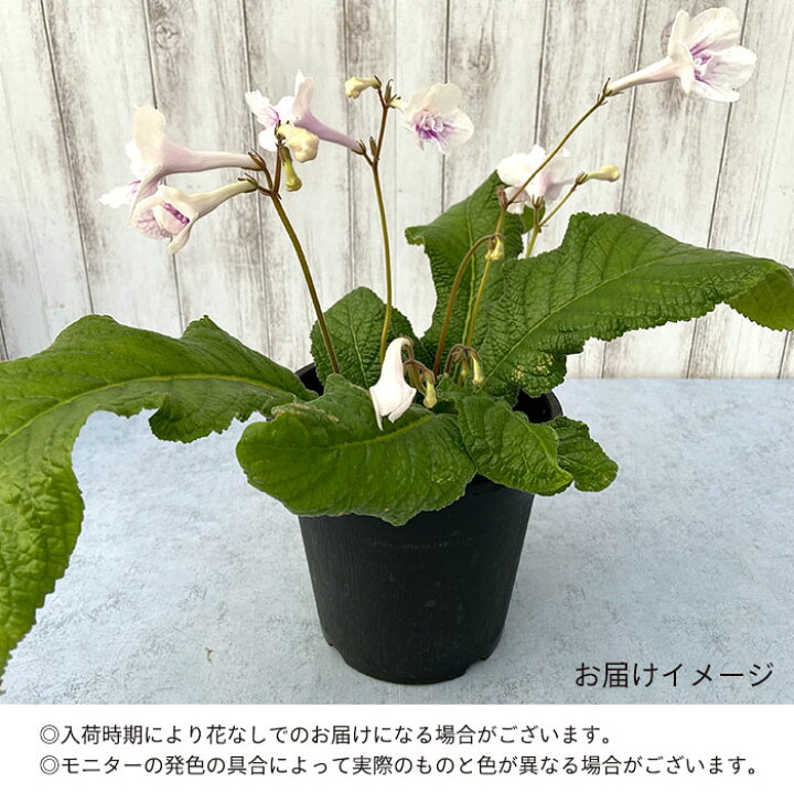 楽天市場】ストレプトカーパス マチルダ 5号鉢 花苗 非耐寒性 多年草 