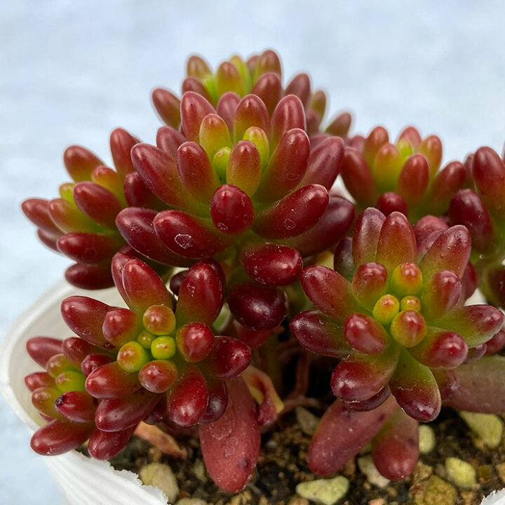 楽天市場 多肉植物 セダム 虹の玉 7 5cmポット 観葉植物 インテリア Fbt レイテストプランツ 楽天市場 多肉植物 セダム 虹の玉 7 5cmポット 観葉植物 インテリア Fbt レイテストプランツ