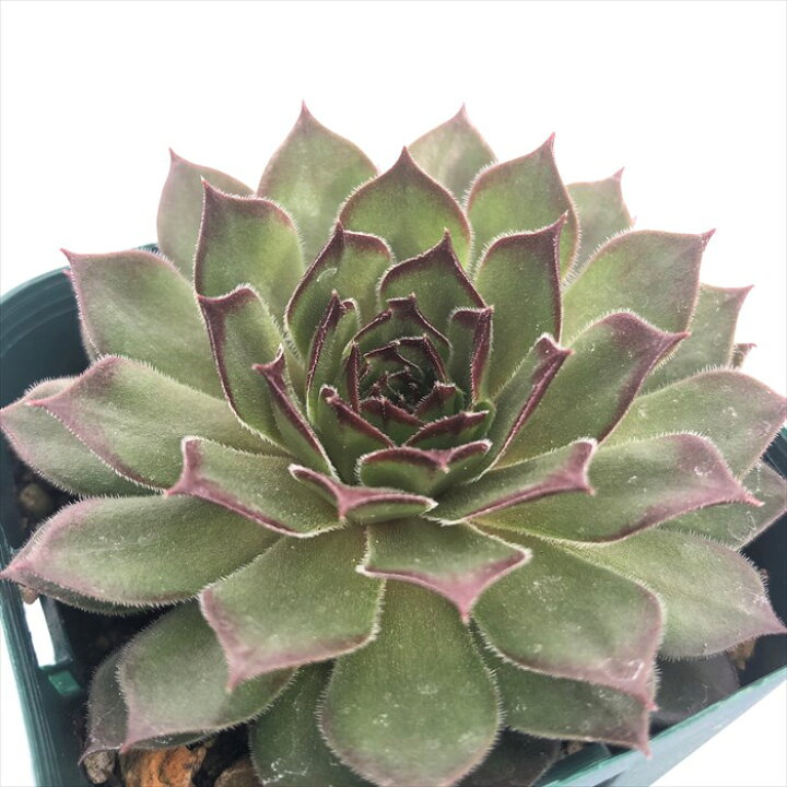 楽天市場】多肉植物 センペルビウム ブラックミニ 7.5cmポット 観葉 
