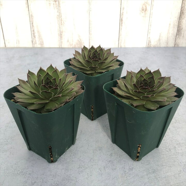 楽天市場】多肉植物 センペルビウム ブラックミニ 7.5cmポット 観葉 