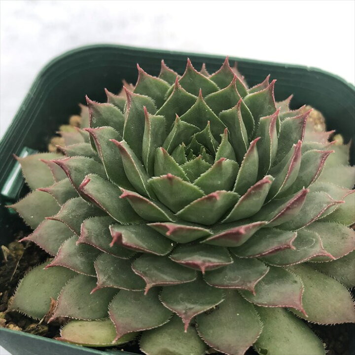 楽天市場】多肉植物 センペルビウム マリーン 7.5cmポット 観葉植物 