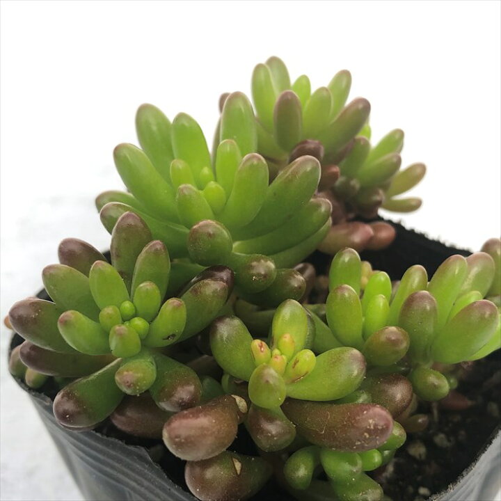 楽天市場 多肉植物 セダム 虹の玉 9cmポット 観葉植物 インテリア レイテストプランツ 楽天市場 多肉植物 セダム 虹の玉 9cmポット 観葉植物 インテリア レイテストプランツ