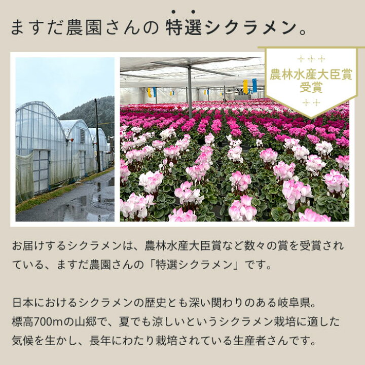 楽天市場 送料無料 特選 シクラメン かがり火 5号鉢 ますだ農園 鉢花 ギフト レイテストプランツ 楽天市場 送料無料 特選 シクラメン かがり火 5号鉢 ますだ農園 鉢花 ギフト レイテストプランツ