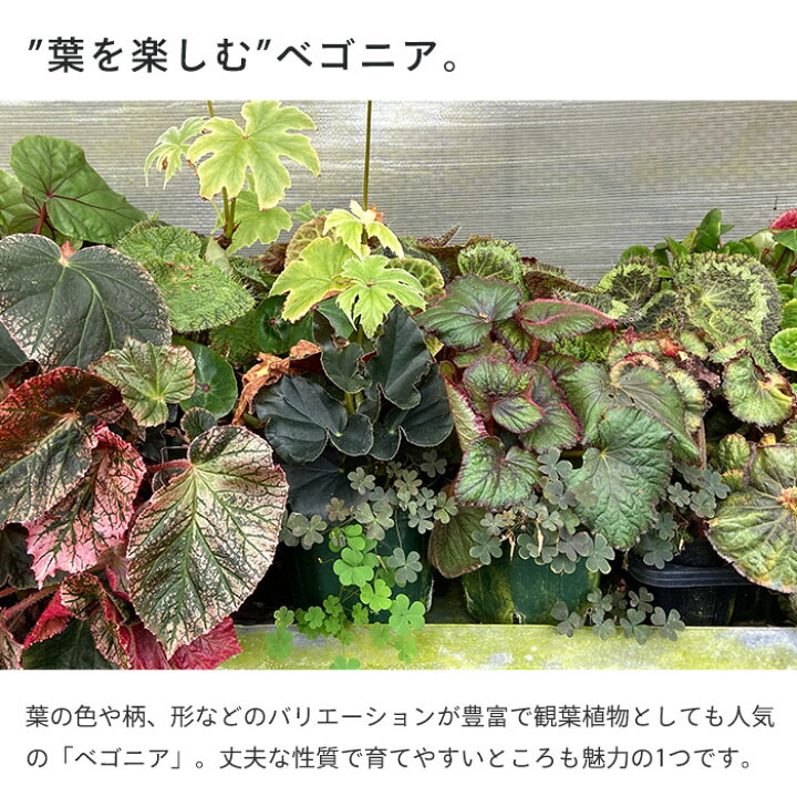 楽天市場 予約販売 球根性ベゴニア ペアルケイ 3 5号鉢 ベゴニア 鉢花 インテリアグリーン インドアグリーン Zil 11月中旬以降発送 レイテストプランツ