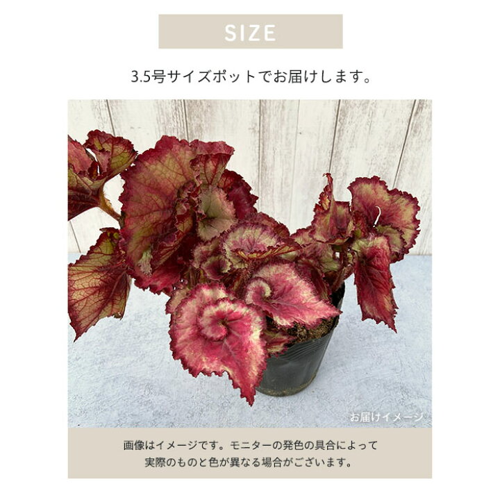 楽天市場 予約販売 レックスベゴニア 春風 3 5号鉢 ベゴニア 鉢花 インテリアグリーン インドアグリーン Zil 11月中旬以降発送 レイテストプランツ