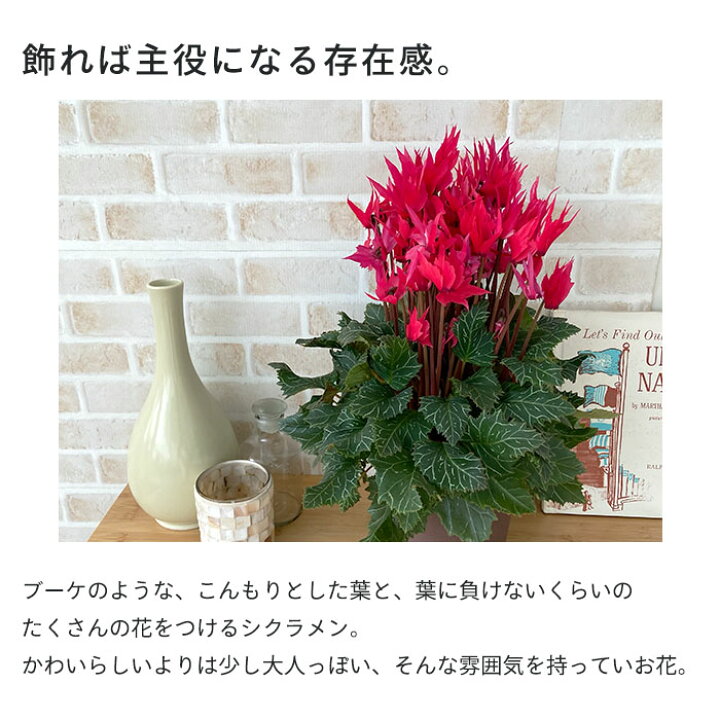 楽天市場 送料無料 特選 シクラメン かがり火 5号鉢 ますだ農園 鉢花 ギフト レイテストプランツ 楽天市場 送料無料 特選 シクラメン かがり火 5号鉢 ますだ農園 鉢花 ギフト レイテストプランツ