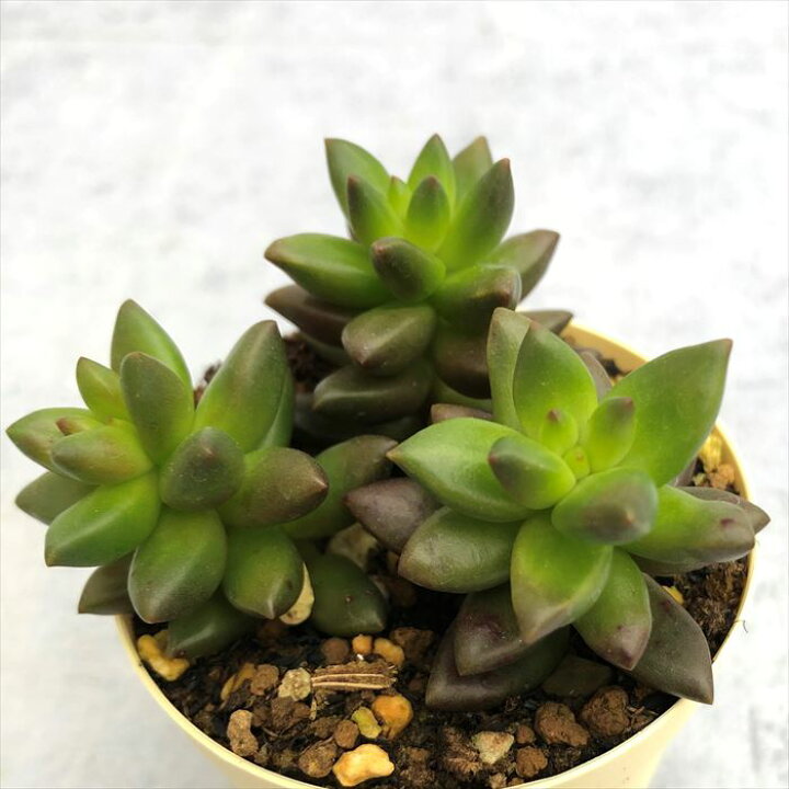 楽天市場 多肉植物 セデベリア ジェットビズ 6cmポット 観葉植物 インテリア Ejr レイテストプランツ