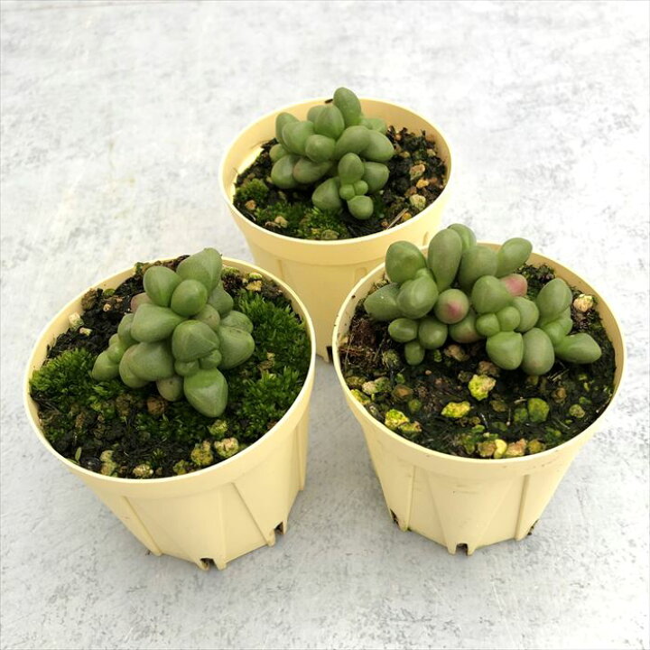 最大87 Offクーポン 多肉植物 クラッスラ ルドリップ 6cmポット 観葉植物 インテリア Ejr Foodsecurity Me