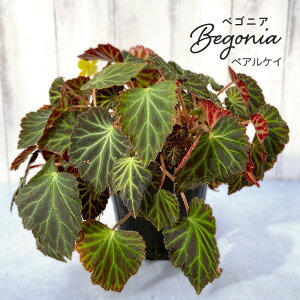 y\̔z xSjA yAPC 3.5|bg xSjA  CeAO[ ChAO[ zil 3{ȍ~