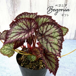 y\̔z bNXxSjA Mtg 3.5|bg xSjA  CeAO[ ChAO[ zil 3{ȍ~