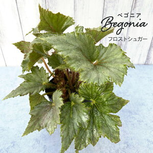 y\̔z sxSjA tXgVK[ 3.5|bg xSjA  CeAO[ ChAO[ zil 3{ȍ~