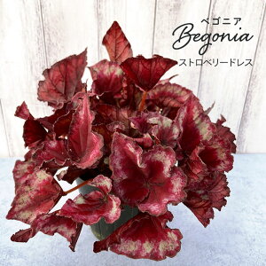 y\̔z bNXxSjA Xgx[hX 3.5|bg xSjA  CeAO[ ChAO[ zil 3{ȍ~