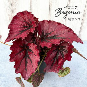 y܂Ȃ\؁zy\̔z bNXxSjA gTS 3.5|bg xSjA  CeAO[ ChAO[ zil 11{ȍ~