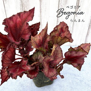 y܂Ȃ\؁zy\̔z bNXxSjA ܂ 3.5|bg xSjA  CeAO[ ChAO[ zil 11{ȍ~