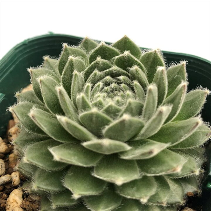 楽天市場】多肉植物 センペルビウム ムーンドロップ 7.5cmポット 観葉 