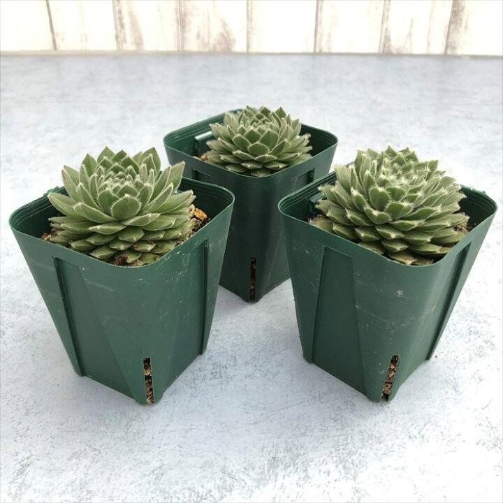楽天市場】多肉植物 センペルビウム ムーンドロップ 7.5cmポット 観葉 