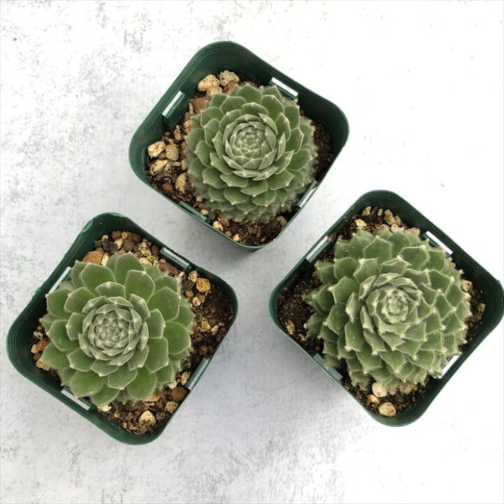 楽天市場】多肉植物 センペルビウム ムーンドロップ 7.5cmポット 観葉 