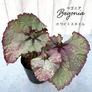 y܂Ȃ\؁zy\̔z bNXxSjA zCgXlC 3.5|bg xSjA  CeAO[ ChAO[ zil 11{ȍ~