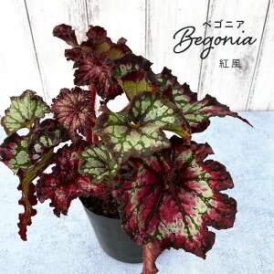 y\̔z bNXxSjA g 3.5|bg xSjA  CeAO[ ChAO[ zil 3{ȍ~