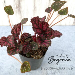 y\̔z bNXxSjA WY[KkGbg 3.5|bg xSjA  CeAO[ ChAO[ zil 3{ȍ~