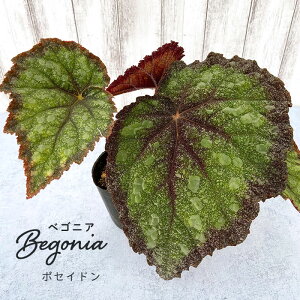 y\̔z bNXxSjA |ZCh 3.5|bg xSjA  CeAO[ ChAO[ zil 11{ȍ~