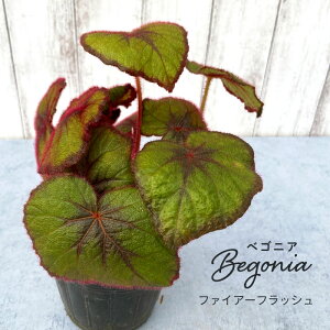 y\̔z bNXxSjA t@CA[tbV 3.5|bg xSjA  CeAO[ ChAO[ zil 3{ȍ~