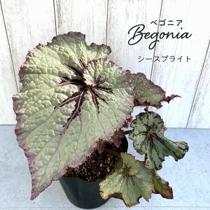 y܂Ȃ\؁zy\̔z bNXxSjA V[XvCg 3.5|bg xSjA  CeAO[ ChAO[ zil 11{ȍ~