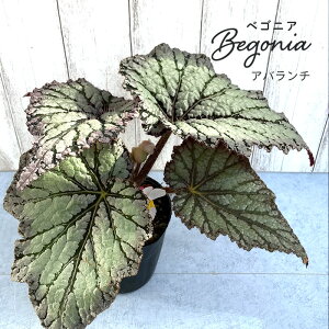 y\̔z bNXxSjA Ao` 3.5|bg xSjA  CeAO[ ChAO[ zil 3{ȍ~