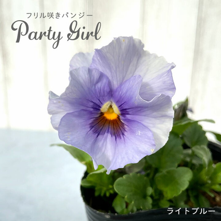 楽天市場 フリル咲きパンジー ライトブルー 10 5cmポット パーティーガール 花苗 ガーデニング Zip レイテストプランツ 楽天市場 フリル咲きパンジー ライトブルー 10 5cmポット パーティーガール 花苗 ガーデニング Zip レイテストプランツ