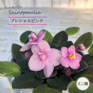 �y�\��̔��z �Z���g�|�[���A �v���V���X�s���N 3���� �~�j�� ���� �C���e���A�O���[�� ogr 6�����{�ȍ~����