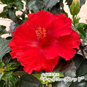 ハイビスカス 鉢植えの人気商品 通販 価格比較 価格 Com ハイビスカス 鉢植えの人気商品 通販 価格比較 価格 Com