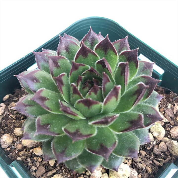 超人気 専門店 多肉植物 センペルビウム クラクフ ランナー 子株 根あります Tibetology Net