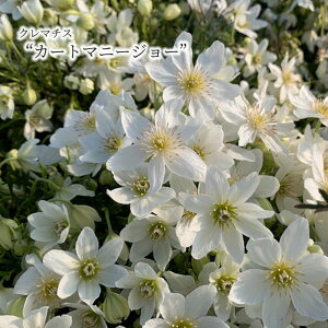 y\̔z N}`X J[g}j[W[ 9cm|bg ԕc K[fjO akt 2{ȍ~